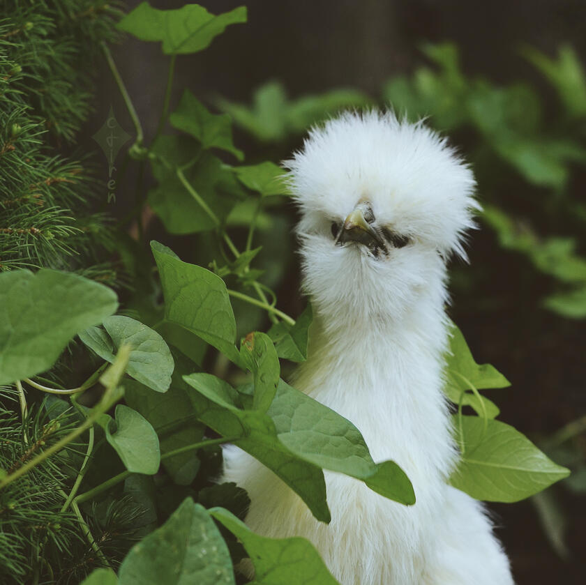 Photo of a white silkie chicken in green foliage. The photographer's signature is ctiren.